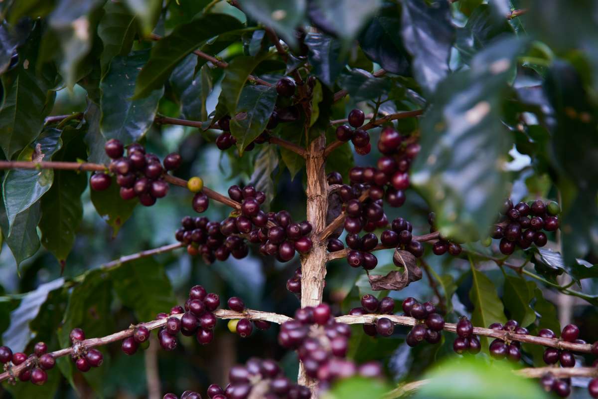 cafeimportsguatemalahuehuetenangovp150
